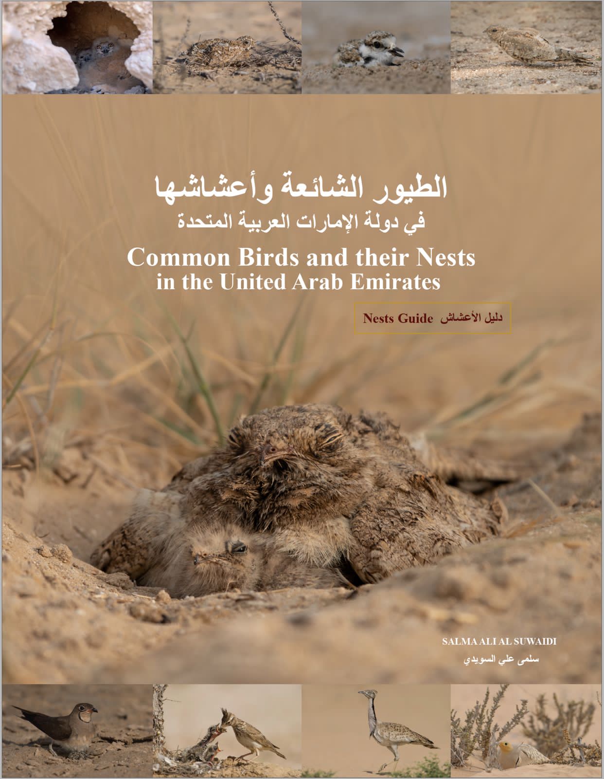 الطيور الشائعة وأعشاشها في دولة الإمارات العربية المتحدة