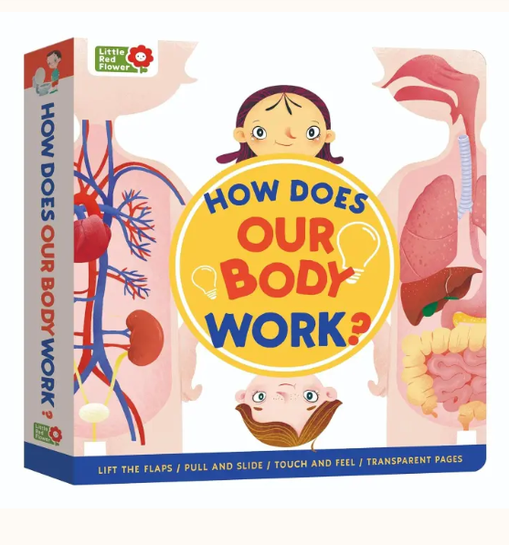 How Does Our Body Work by Little Red Flower – Bangson interactive human body board book for kids with lift-the-flap, push, pull and slide activities – UAE